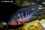 thorichthys meeki thorichthys meeki
