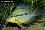 thorichthys pasionis thorichthys pasionis