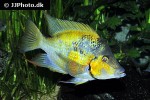 thorichthys pasionis thorichthys pasionis