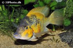 thorichthys pasionis thorichthys pasionis