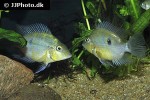 thorichthys pasionis thorichthys pasionis