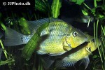 thorichthys pasionis thorichthys pasionis