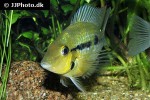thorichthys pasionis thorichthys pasionis