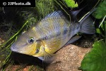 thorichthys pasionis thorichthys pasionis