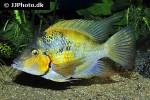 thorichthys pasionis thorichthys pasionis