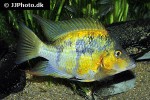 thorichthys pasionis thorichthys pasionis