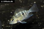thorichthys pasionis thorichthys pasionis