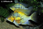 thorichthys pasionis thorichthys pasionis