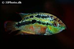 trichromis salvini trichromis salvini