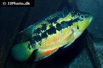 trichromis salvini trichromis salvini