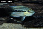 trichromis salvini trichromis salvini