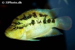 trichromis salvini trichromis salvini