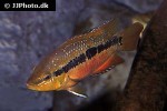 trichromis salvini trichromis salvini