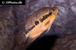 trichromis salvini trichromis salvini