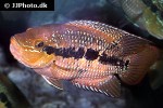 trichromis salvini trichromis salvini