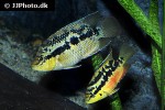 trichromis salvini trichromis salvini