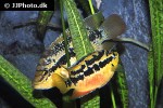 trichromis salvini trichromis salvini