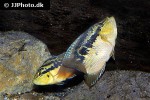 trichromis salvini trichromis salvini