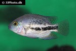 vieja bifasciata vieja bifasciata
