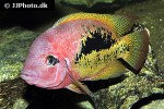 vieja bifasciata vieja bifasciata