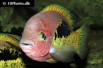 vieja bifasciata vieja bifasciata