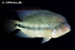 vieja fenestrata vieja fenestrata