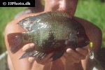 vieja maculicauda vieja maculicauda