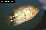 vieja maculicauda vieja maculicauda