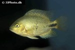 vieja maculicauda vieja maculicauda