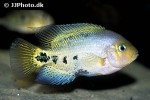 vieja melanurus vieja melanurus