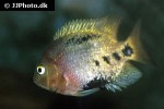 vieja melanurus vieja melanurus