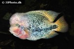 vieja melanurus vieja melanurus