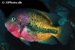 vieja melanurus vieja melanurus