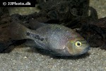 vieja melanurus vieja melanurus