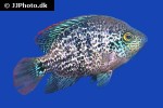 vieja zonata vieja zonata