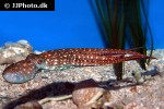 callistoctopus macropus atlantic white spotted octopus callistoctopus macropus atlantic white spotted octopus