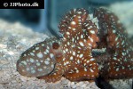 callistoctopus macropus atlantic white spotted octopus callistoctopus macropus atlantic white spotted octopus