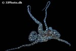 callistoctopus macropus atlantic white spotted octopus callistoctopus macropus atlantic white spotted octopus