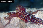 callistoctopus macropus atlantic white spotted octopus callistoctopus macropus atlantic white spotted octopus
