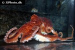 eledone cirrhosa curled octopus eledone cirrhosa curled octopus