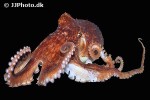 eledone cirrhosa curled octopus eledone cirrhosa curled octopus