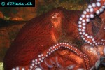 enteroctopus dofleini giant enteroctopus enteroctopus dofleini giant enteroctopus