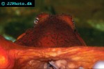 enteroctopus dofleini giant enteroctopus enteroctopus dofleini giant enteroctopus