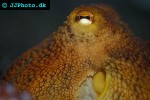 enteroctopus dofleini giant enteroctopus enteroctopus dofleini giant enteroctopus