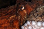 enteroctopus dofleini giant enteroctopus enteroctopus dofleini giant enteroctopus