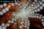 enteroctopus dofleini giant enteroctopus enteroctopus dofleini giant enteroctopus