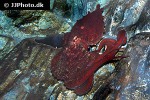 enteroctopus dofleini giant enteroctopus enteroctopus dofleini giant enteroctopus