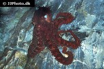 enteroctopus dofleini giant enteroctopus enteroctopus dofleini giant enteroctopus