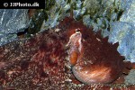 enteroctopus dofleini giant enteroctopus enteroctopus dofleini giant enteroctopus