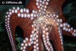 enteroctopus dofleini giant enteroctopus enteroctopus dofleini giant enteroctopus